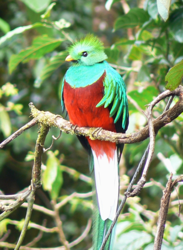 グアテマラの国鳥ケツァール